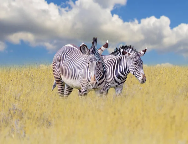 En grupp av zebror står i gräset på savannen i Afrika. Bakom dem ligger den blå himlen. Det är en naturlig bakgrund med afrikanska djur. — Stockfoto