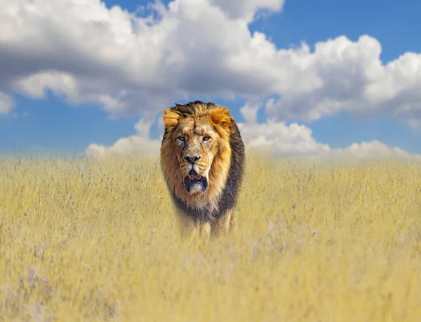 Leão bonito na grama dourada de savana na África. Atrás deles está o céu azul. É um fundo natural com animais africanos . — Fotografia de Stock