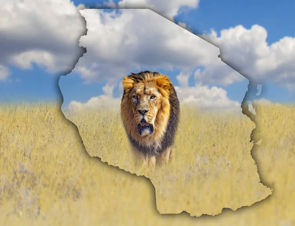 Flaggenkarte von Tansania, auf der ein Löwenbild abgebildet ist. Es ist ein wildes Tier, das in Afrika lebt. es ist der nationale afrikanische Hintergrund. es gibt goldenes Gras und blauen Himmel. — Stockfoto