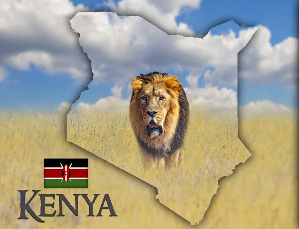 A kenyai zászló, amelyen egy oroszlán képe található. Ott van a szöveg Kenya és a zászló. Ez a nemzeti afrikai háttér arany fű és a kék ég. — Stock Fotó