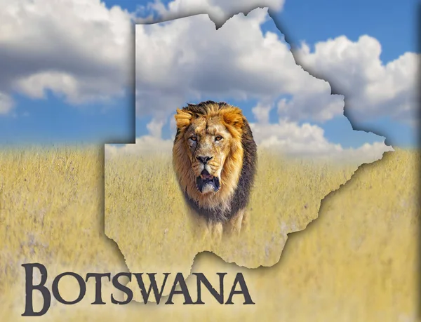 Zászló térképe Botswana, amelyen a kép egy oroszlán. Ott van a szöveg Botswana. Ez a nemzeti afrikai háttér arany fű és a kék ég. — Stock Fotó