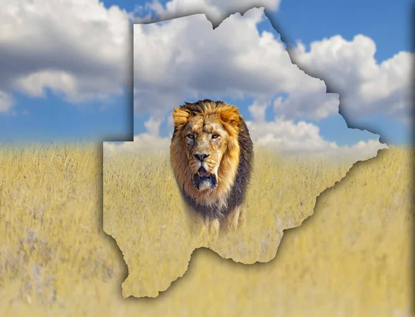 Mapa da Bandeira do Botsuana no qual está uma imagem de um leão. É um animal selvagem que vive em África. É fundo africano nacional com grama dourada e céu azul . — Fotografia de Stock