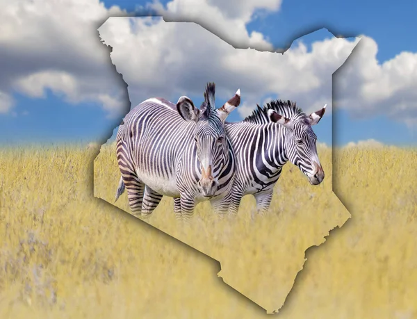 Zászló Térkép Kenya, amely a kép egy zebrák. -A egy pusztaság állat élő Afrikában. Ez a nemzeti afrikai háttér. Van arany fű és a kék ég. — Stock Fotó