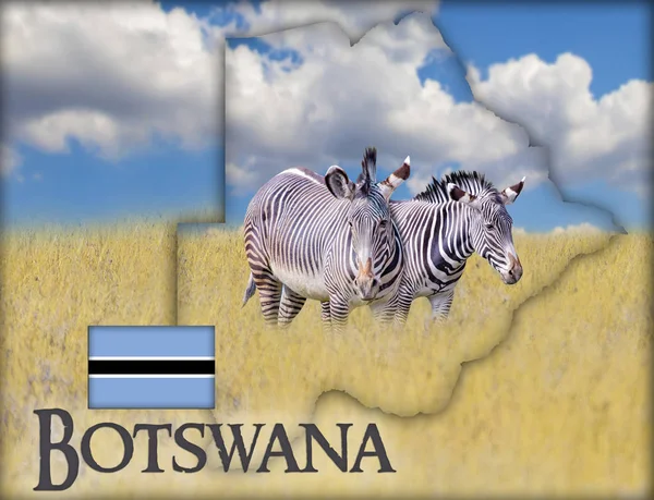 Zászló térképe Botswana, amelyen a kép egy zebrák. Ott van a szövegét, Botswana és a zászló. Ez a nemzeti afrikai háttér. arany fű és kék ég. — Stock Fotó