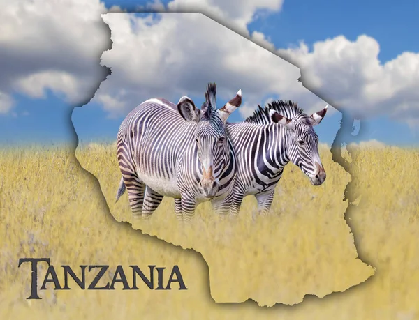 Zászló Térkép Tanzánia, amely egy képet a zebrák. Ott van az állam szövege. Ez a nemzeti afrikai háttér arany fű és a kék ég. — Stock Fotó