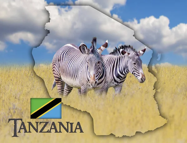 Zászló Térkép Tanzánia, amely egy képet a zebrák. Ott van az állam szövege. Ez a nemzeti afrikai háttér arany fű és a kék ég. — Stock Fotó