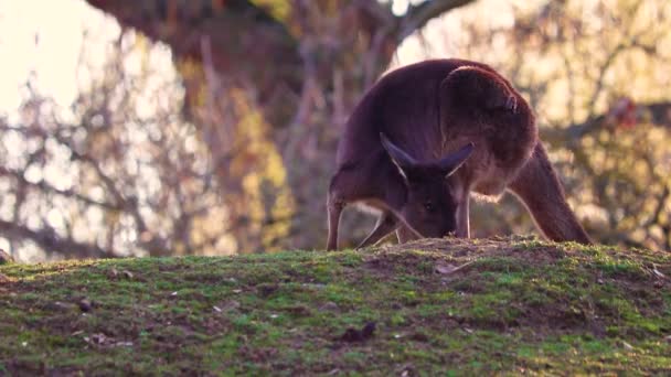 Group of Western Grey Kangaroos families in rural country area in Western Australia grazing and feeding on field with wildflowers. — Stok video