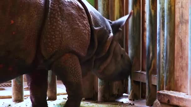 HD de cerca el vídeo de la India rinoceronte encerrado en una jaula en el zoológico. Agitar la cabeza y enojarse . — Vídeo de stock