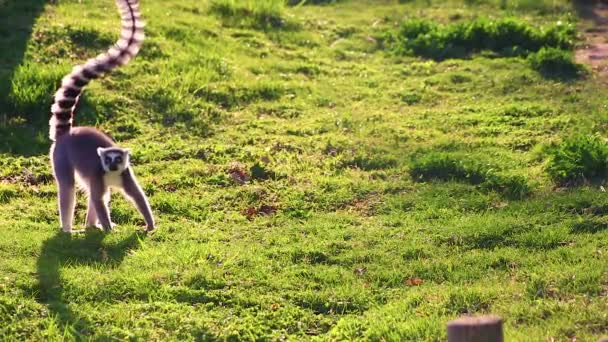 HD bliska wideo Lemur biegnie wzdłuż zielonej trawy, tańce i odtworzenia. Są one rodzime tylko na wyspę Madagaskaru. On jest bardzo ładny. — Wideo stockowe