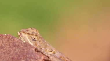 Senegal, Afrika kaya üzerinde duran Gecko Hayvan HD yakın video. Yavaşça açar ve gözlerini kapatır, güneşin tadını çıkarıyor. Yaban hayatı sürüngeni..