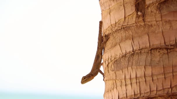 Hd Nahaufnahme Video von Gecko-Tier auf der Palme im Senegal, Afrika. er sonnt sich in der Sonne. es ist Wildtier Reptil. — Stockvideo