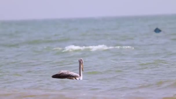 HD close-up de vídeo do Pelicano Pink-backed ou Pelecanus rufescens está flutuando no mar e caça na África, Senegal. É um vídeo de vida selvagem de pássaro . — Vídeo de Stock
