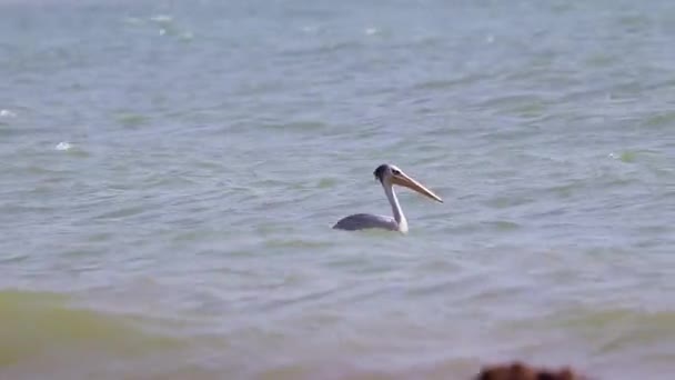 HD крупным планом видео Pelican или Pelecanus rufescens плавает в море и охотится в Африке, Сенегал. Это видео дикой природы птиц . — стоковое видео