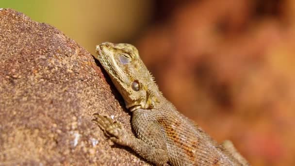 HD de perto o vídeo de Gecko Animal de pé sobre a rocha no Senegal, África. Ele lentamente abre e fecha os olhos, se aquecendo ao sol. É réptil de vida selvagem . — Vídeo de Stock