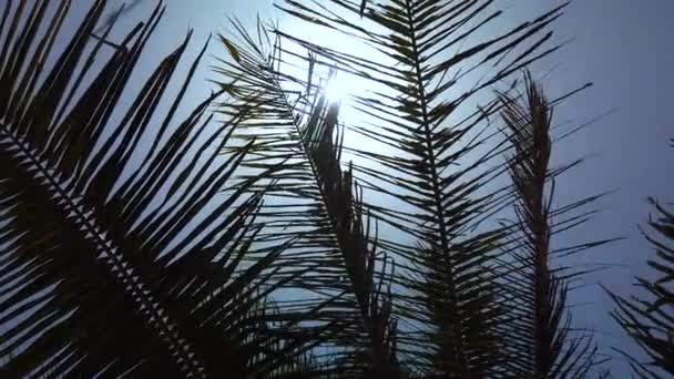 4K video de hojas de palma en el viento. El sol brilla a través de ellos. El cielo azul está en el fondo . — Vídeos de Stock