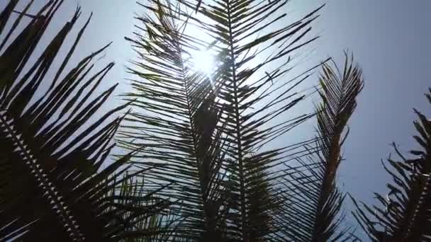 Vídeo 4K de folhas de palmeira ao vento. O sol brilha através deles. O céu azul está no fundo . — Vídeo de Stock