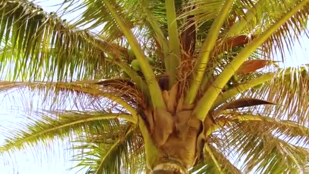 4k-video van palmboom op zandstrand in tropisch paradijs. De palmboom heeft prachtige groene bladeren en jonge kokosnoten. De zon schijnt door de bladeren. — Stockvideo