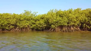 Tropikal nehrin deltasında Mangroves 4k video. Senegal, Afrika. Bu froam tekne görünümü.