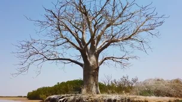 4K-video av en stor gammal Baobab som står vid vattnet. Baobab är vit från fågelspillning. Det är en vy av kanot i nationalparken för Birds Wildlife Reserve. — Stockvideo