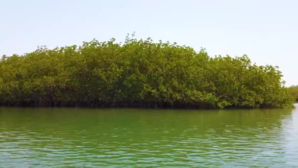 Vídeo 4K de Manguezais no delta do rio tropical. Senegal, África. É o barco de Froam de vista . — Vídeo de Stock