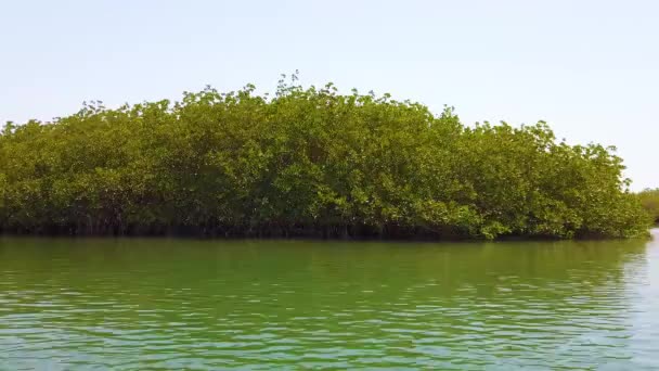 Tropikal nehrin deltasında Mangroves 4k video. Senegal, Afrika. Bu froam tekne görünümü. — Stok video