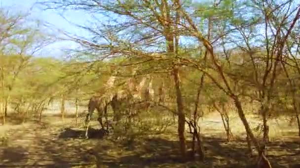 4K video del grupo de jirafas en el Parque Nacional en África, Senegal. Se trata de animales salvajes en sabana en safari . — Vídeos de Stock