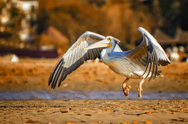 Różowy Pelican lub Pelecanus rufescens jest ląduje na plaży w laguny morskiej w Afryce, Senegal. To jest dzikie zdjęcie ptaka w dzikiej przyrodzie. — Zdjęcie stockowe