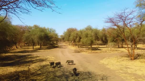 4k video del grupo de jabalíes en el Parque Nacional Bandia en Senegal, África. Hay jabalíes masculinos, femeninos y bebés. Se trata de animales salvajes en sabana en safari . — Vídeos de Stock