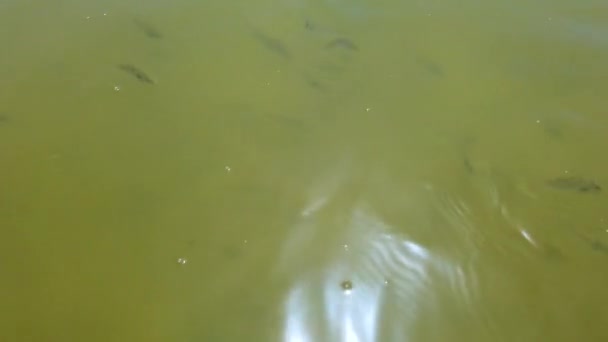 4K video of group of fishes in water. They are swimming. Someone is feeding them. It is top view of surface sea lagoon in Senegal, Africa. — Stock Video