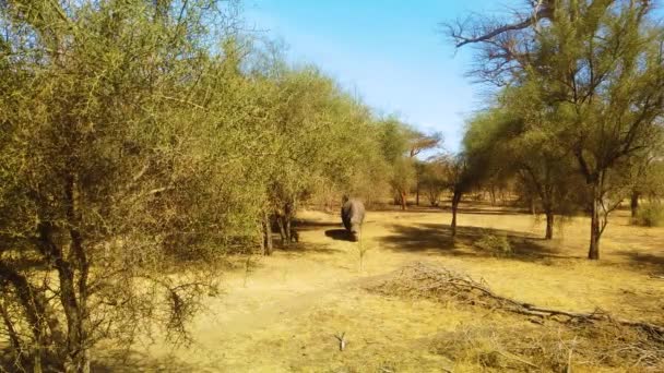 Wideo 4K Rhinoceros w Savannah w parku narodowym, Afryka. To jest rezerwat przyrody safari Bandia. To jest dzikie życie zwierzę. — Wideo stockowe