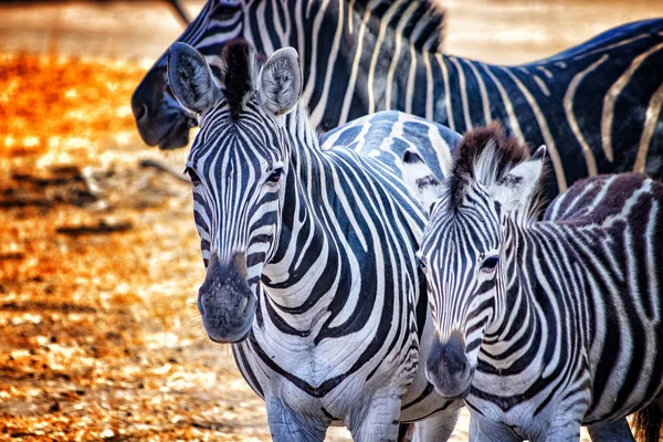 Fechar foto de zebras em Bandia resererve, Senegal. É a fotografia de animais de vida selvagem na África. Há mãe e seu bebê zebras. — Fotografia de Stock