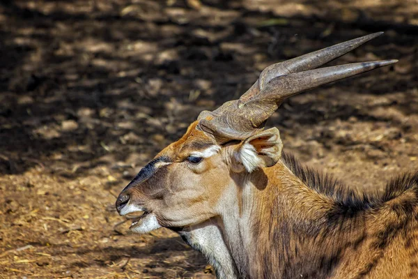 Közelkép a Giant eland-ről, más néven a Lord Derby eland a Bandia rezervátumban, Szenegálban. Ez egy vadállat fényképe Afrikában. Az IUCN a "Kritikusan veszélyeztetett" kategóriába sorolta az Óriásországot.. — Stock Fotó
