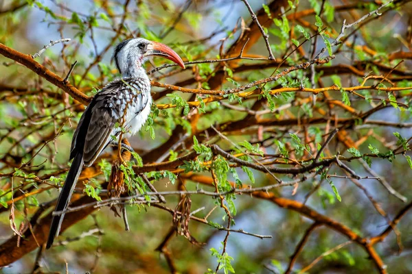 The Jackson's hornbill is a species of hornbill in the family Bucerotidae. He is sitting on the branch in Bandia, Senegal. It is wildlife photo of animal in Africa. The background is green tree. — Stock Photo, Image