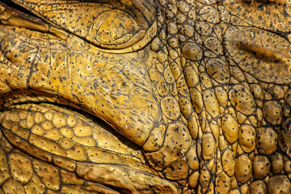 Fermeture de la peau de crocodile. C'est une coquille au-dessus du crocodile du Nil. C'est une photo sauvage au Sénégal, en Afrique. C'est une texture naturelle. La couleur est jaune, kaki nad noir. — Photo