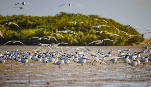 Senegal, Afrika 'daki deniz kuşları parklarındaki ve rezervlerindeki bir grup sandviç kırlangıcı. Somone Gölü 'nün sularında duruyorlar. Gün batımı var. Kuşların merkezine odaklanmış durumda.. — Stok fotoğraf