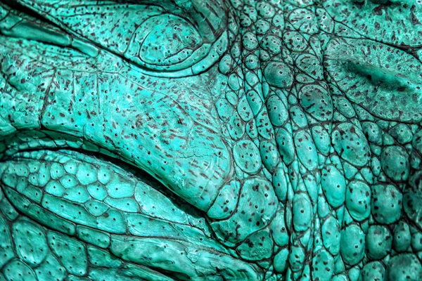 Fechado da pele de crocodilo na cor azul-turquesa. É uma concha de cima do crocodilo de Nilo, foto de vida selvagem em Senegal, África. É textura natural de couro. — Fotografia de Stock