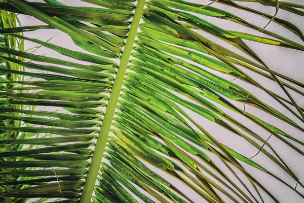 Κλείστε vintage φωτογραφία του φύλλου παλάμης, αφηρημένη πράσινη υφή και φυσικό φόντο. — Φωτογραφία Αρχείου
