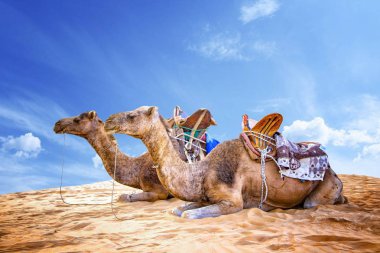 Fas Sahra 'sında bir deve kervanı. Hayvanlar kum tepelerinde yatar ve sırtlarında tipik Afrika eyerleri bulunur..
