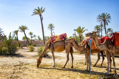 Marakeş, Fas yakınlarındaki bir Palmeraie 'de tipik Berber eyerli develer. Sahara çölü Afrika 'da yer almaktadır. Dromedarlar kumda kalıyor..