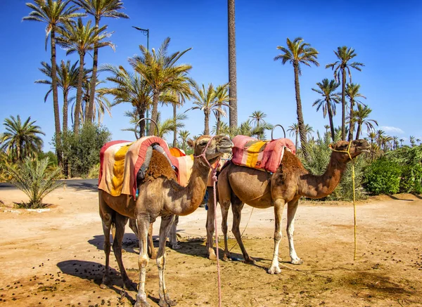 Des chameaux avec des selles berbères typiques dans une Palmeraie près de Marrakech, au Maroc. Le désert du Sahara est situé en Afrique. Les dromadaires restent dans le sable. — Photo