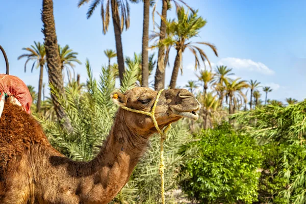 Głowa wielbłąda w Palmeraie koło Marrakeszu, Maroko. Pustynia Sahara znajduje się w Afryce. Dromedary zostają w piasku.. — Zdjęcie stockowe