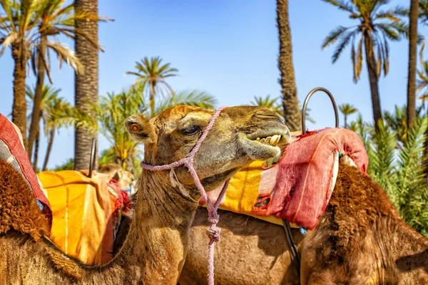 Głowa wielbłąda w Palmeraie koło Marrakeszu, Maroko. Pustynia Sahara znajduje się w Afryce. Dromedary zostają w piasku.. — Zdjęcie stockowe