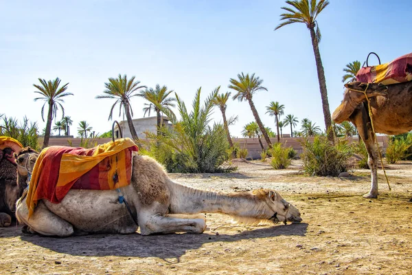 ラクダはモロッコのマラケシュ近くのPalmerieに横たわっています。サハラ砂漠はアフリカに位置しています。ドロメダルは砂の中にいる. — ストック写真