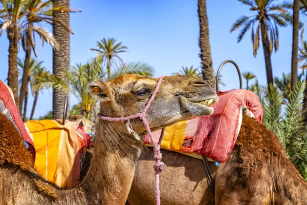 Głowa wielbłąda w Palmeraie koło Marrakeszu, Maroko. Pustynia Sahara znajduje się w Afryce. Dromedary zostają w piasku.. — Zdjęcie stockowe