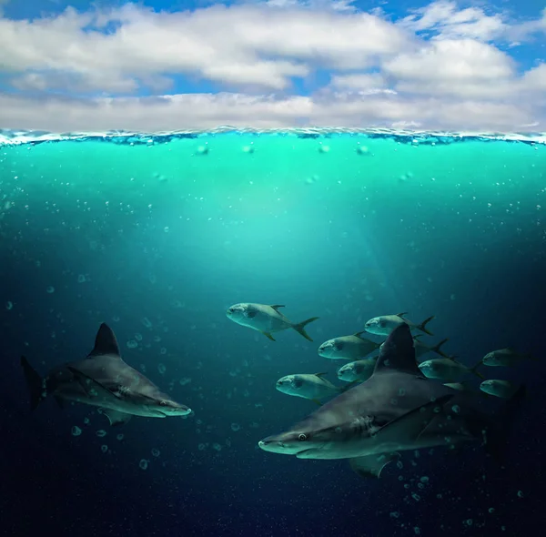 Moitié photo sous-marine du paradis tropical avec un groupe de poissons colorés et de grands requins. L'eau est claire et bleue. Il y a un ciel bleu avec des nuages. T — Photo