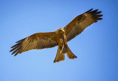 Siyah uçurtma, Senegal uçuş Milvus migrans, Afrika. Büyük kartalın yakın fotoğrafı. Pençesinde bir dal taşıyor. Mavi gökyüzü var..