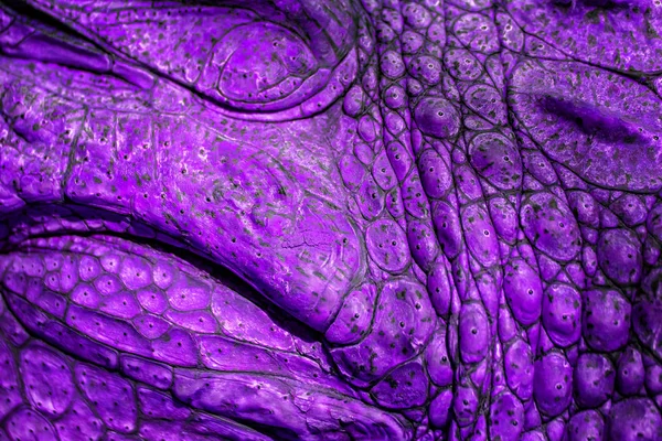 Closed up of crocodiles skin in violet colour. It is a shell from above the Nile crocodile,wildlife photo in Senegal, Africa. It is natural texture of leather.