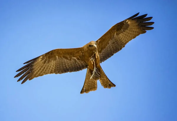 Siyah uçurtma, Senegal uçuş Milvus migrans, Afrika. Büyük kartalın yakın fotoğrafı. Pençesinde bir dal taşıyor. Mavi gökyüzü var..