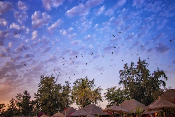Aves voladoras en el cielo al atardecer en Senegal, África. Son águilas y el cielo tiene un hermoso color rojo. El fondo natural es durante el verano en un paraíso tropical . — Foto de Stock