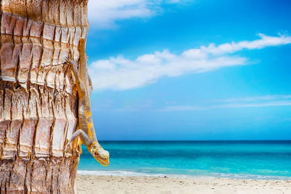 Fondo natural con playa blanca y mar claro. Hay una palmera en ella y agama en ella. Es un paraíso tropical. El sol está brillando un — Foto de Stock